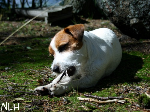 20080826 narkku.JPG - Narkku